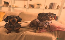 Miniature Dachshund dogs for sale: Loving Foster Home Wanted for My Loving Dachshund - Image 5