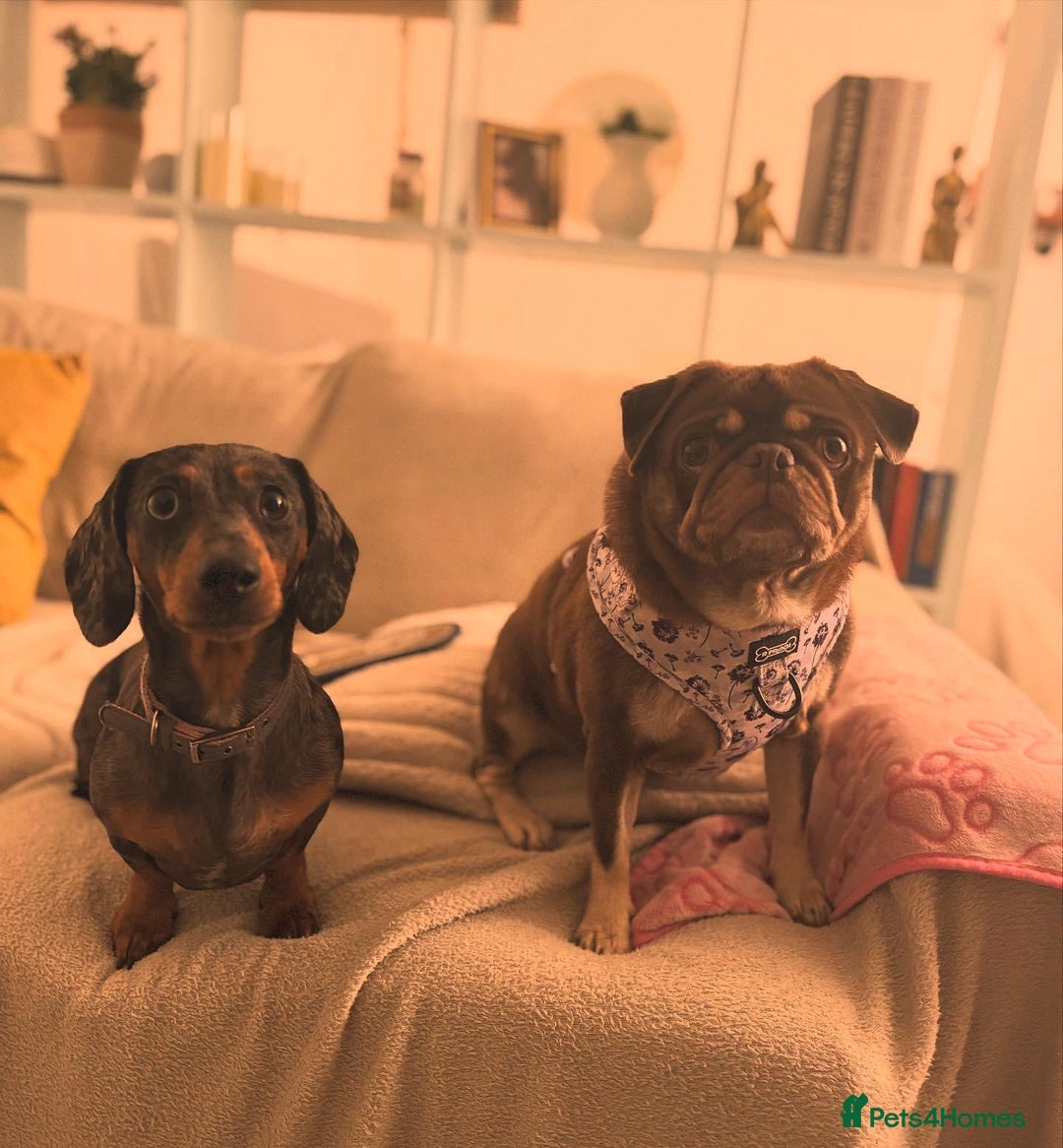 Miniature Dachshund dogs for sale: Loving Foster Home Wanted for My Loving Dachshund - Image 5