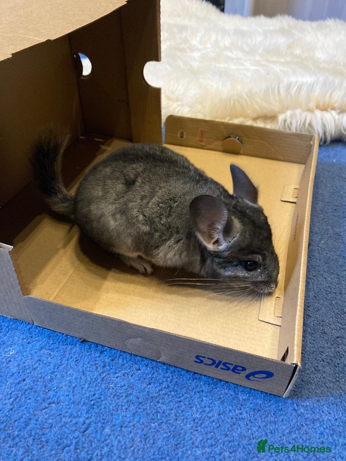 Chinchilla rodents Two 3yo sister chinchillas for sale - Advert 2