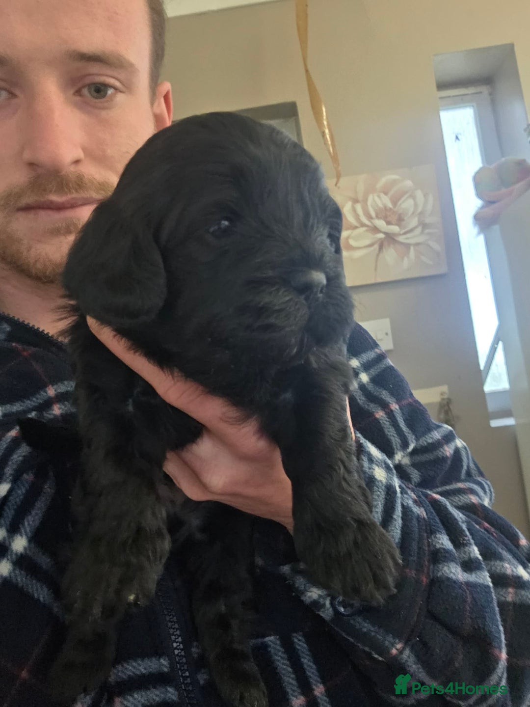 Mixed Breed dogs for sale: Cava-tzu also nown as Shipoo - Advert 3