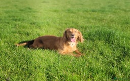 English Springer Spaniel dogs for sale: Springer spaniel - Image 14