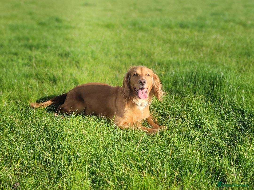 English Springer Spaniel dogs for sale: Springer spaniel - Image 14