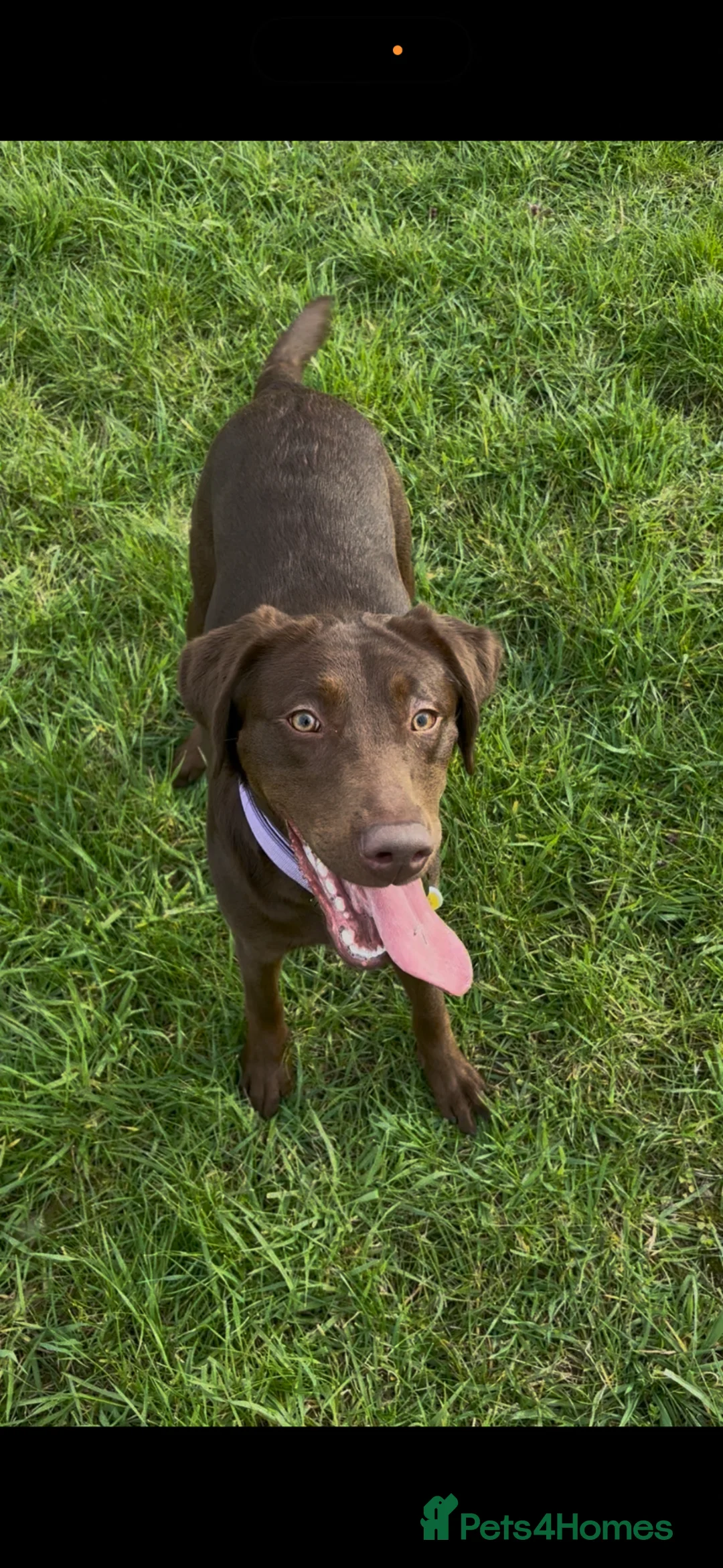 Labrador Retriever dogs for sale: Chocolate Labrador in Knottingley - Advert 2