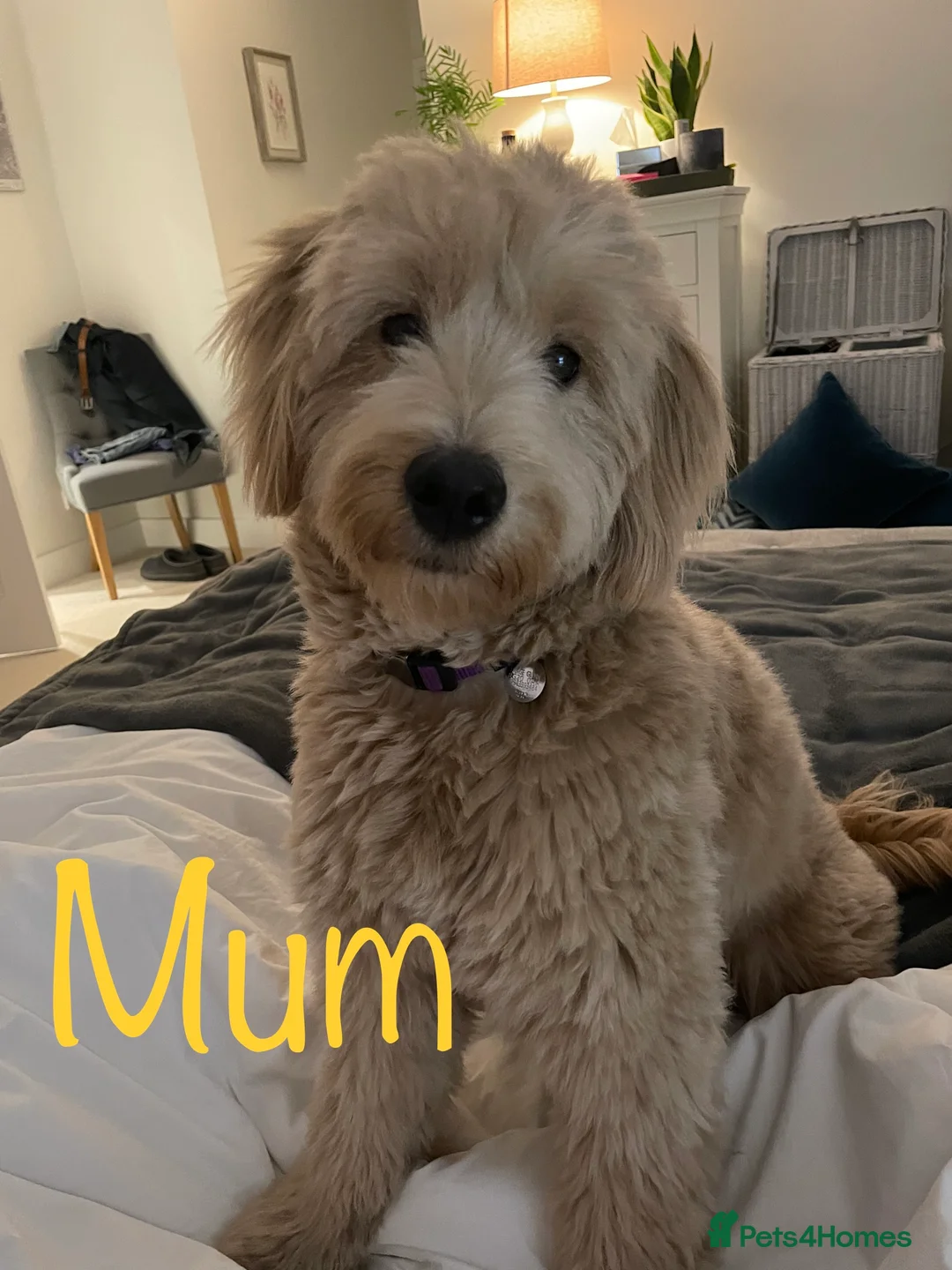 Mini Goldendoodle dogs for sale: 5★Miniature Goldendoodle Puppies-Waiting List Open - Advert 10