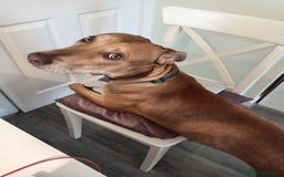 Mixed Breed dogs for sale: Gorgeous 1yr old male Cross - Advert 6