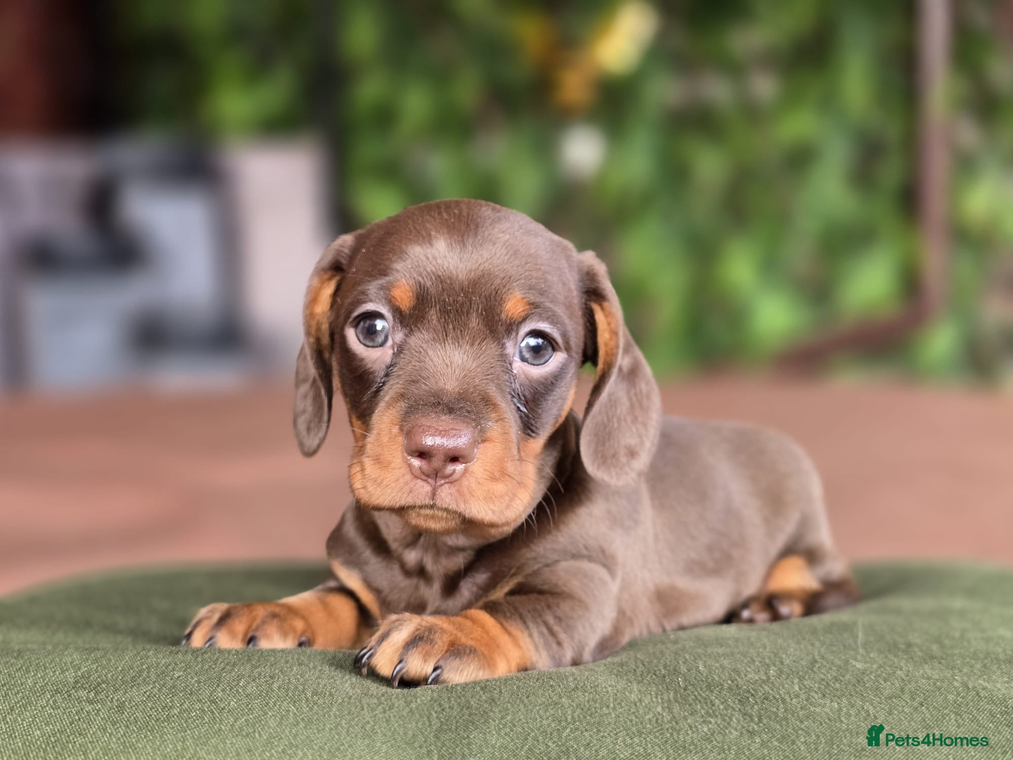 Miniature Dachshund dogs 1 little choc and tan pedigree girl left Pra clear - Advert 1