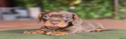 Miniature Dachshund dogs for sale: 1 little choc and tan girl ready to go now  - Advert 6