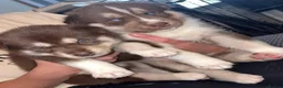 Siberian Husky dogs for sale: Stunning siberian husky puppies  in Dunstable - Advert 7
