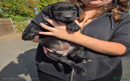 Labrador Retriever dogs for sale: Labrador Puppies  - Image 8