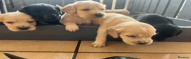 Cocker Spaniel 4