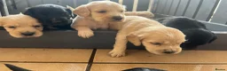 Cocker Spaniel dogs for sale: Beautiful litter of cocker spaniel puppies  - Advert 9