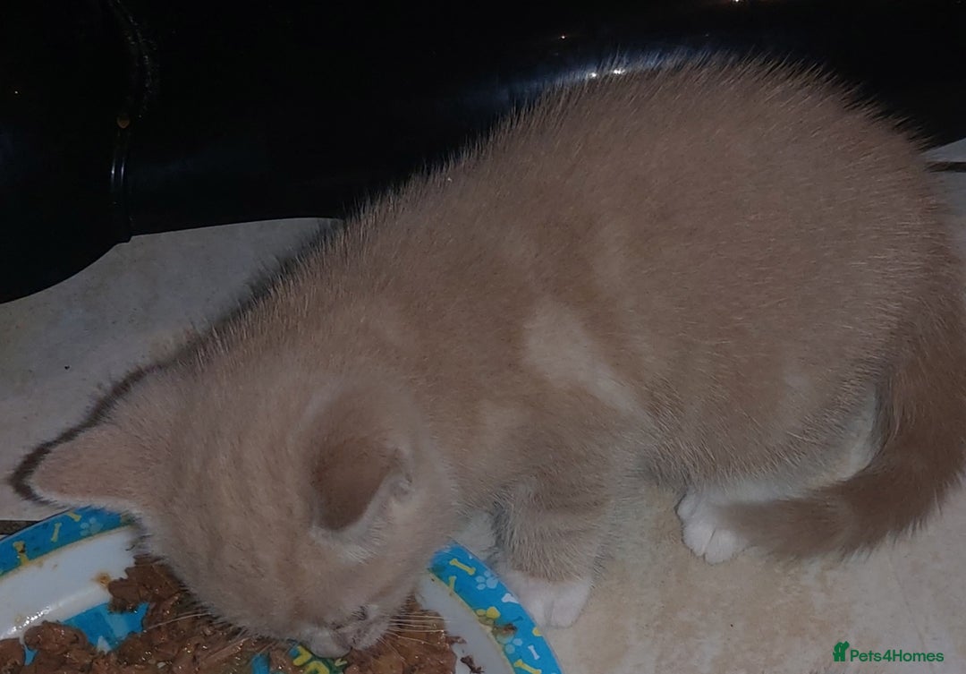Mixed Breed cats for sale: 1 white, ginger and caramac kitten  - Advert 28