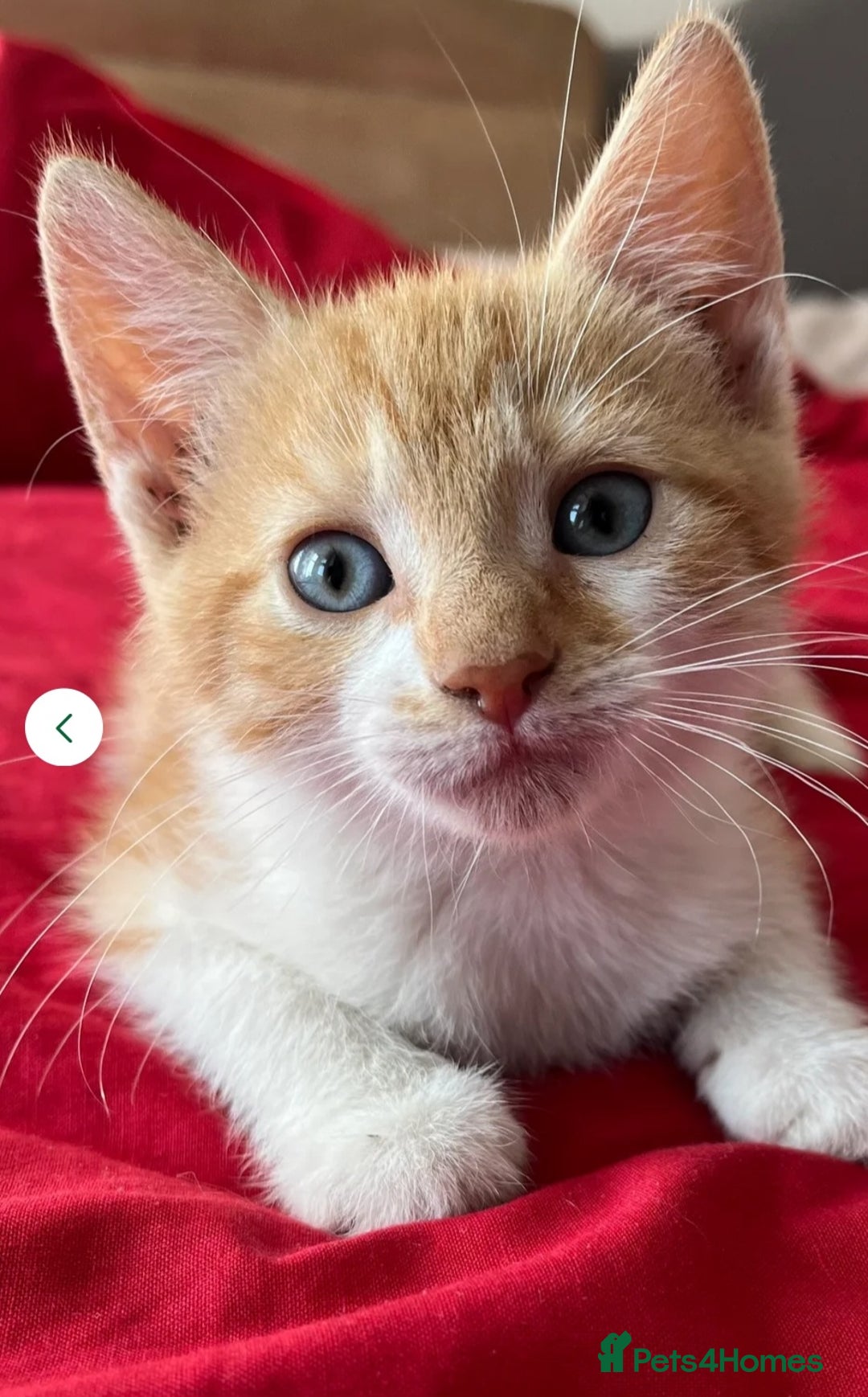 Mixed Breed cats for sale: Beautiful little boy - Image 5