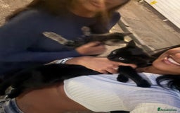 British Shorthair cats for sale: FREE 2 month old kitten - Image 2