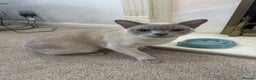 Burmese cats for sale: Beautiful male pedigree Lilac Burmese kitten - Advert 1