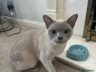 Burmese cats Beautiful male pedigree Lilac Burmese kitten - Advert 1