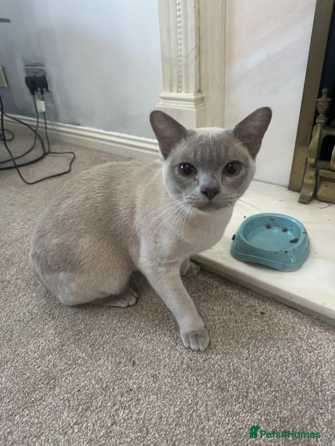 Burmese cats for sale: Beautiful male pedigree Lilac Burmese kitten - Advert 1