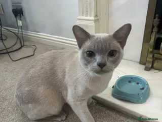 Burmese cats Beautiful male pedigree Lilac Burmese kitten - Advert 2