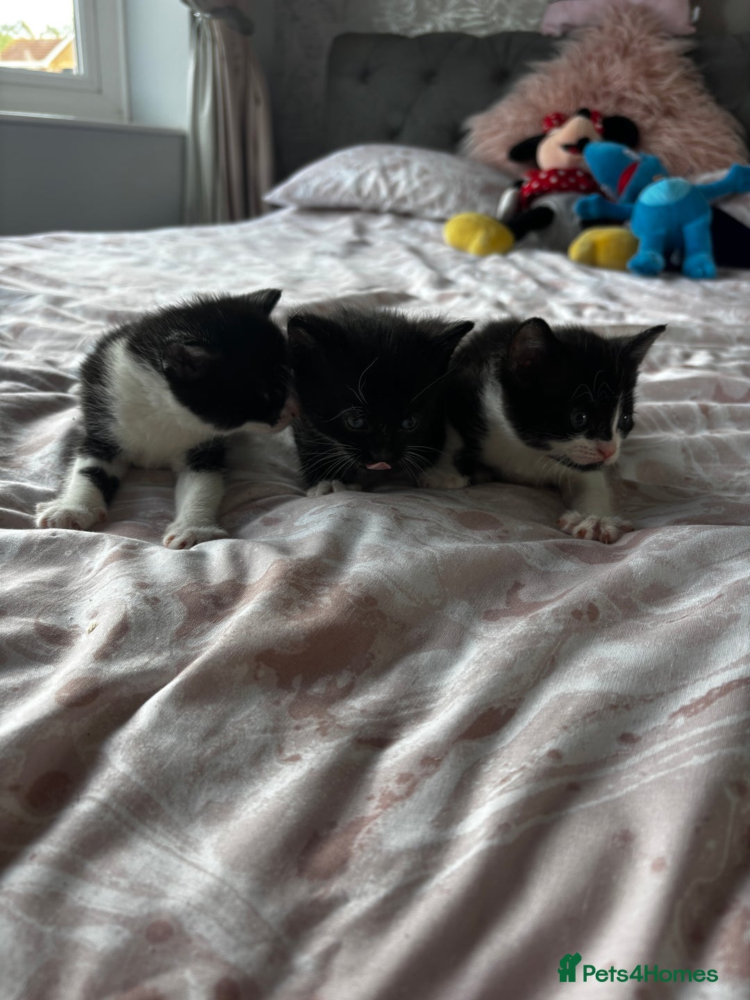 Domestic Shorthair cats for sale: 3 little girls available  - Image 2