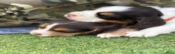 Cocker Spaniel dogs for sale: Liver (Chocolate) Working Cocker Spaniel Puppies - Advert 14