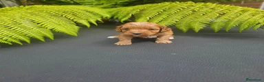 Cavapoo 5