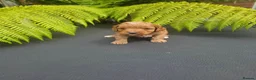 Cavapoo dogs for sale: Cavapoo Puppies For Sale Well Socialised   - Advert 3