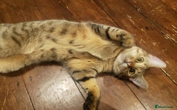 Domestic Shorthair cats for sale: Two loving young Bengal Mix Sisters - Image 11