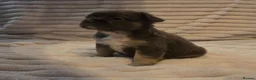 French Bulldog dogs for sale:   Outstanding Lilac Fluffy French Bulldog Puppies  in Wigan - Advert 17