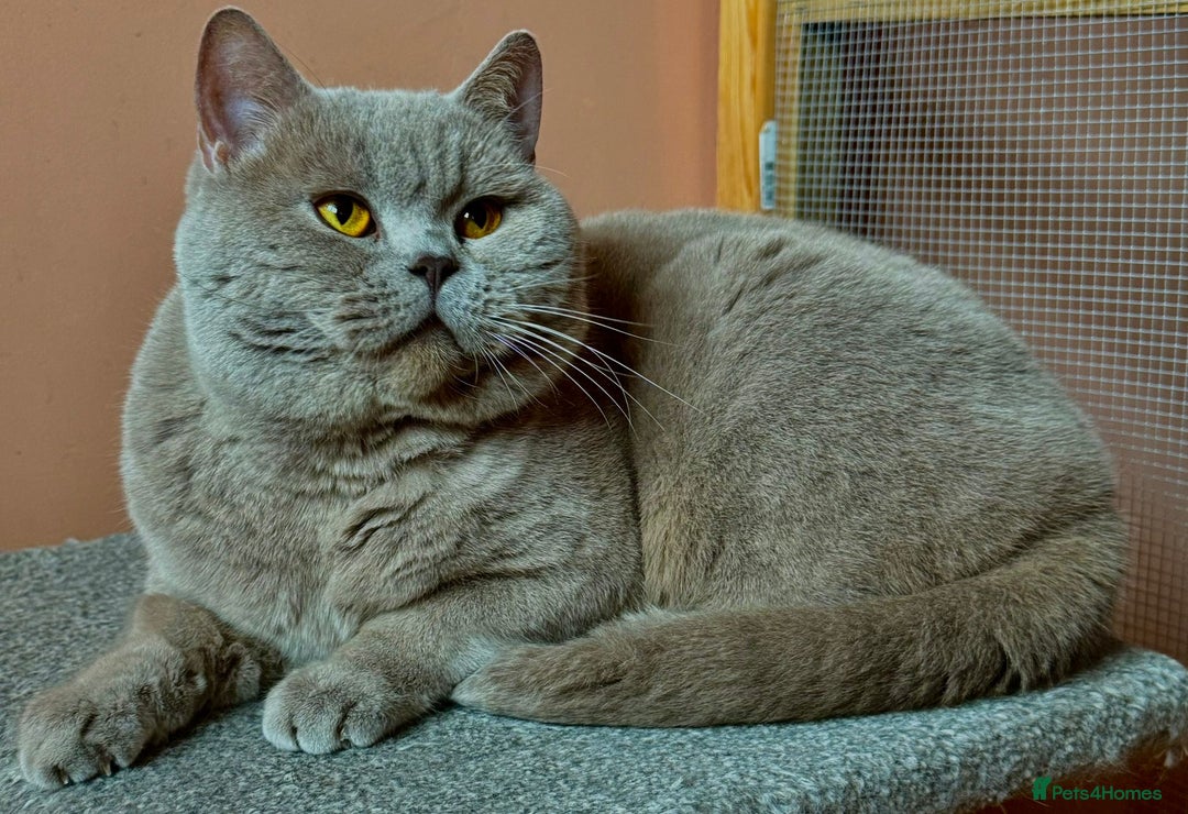 British Shorthair cats for sale: 5 TICA BRITISH SHORTHAIRED KITTENS - Image 30