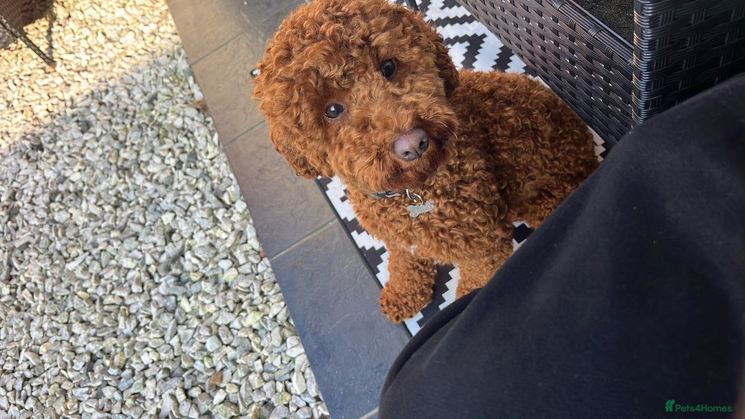 Miniature Poodle dogs for stud: Miniature Poodle (Red) STUD  in Kirkcaldy - Advert 3