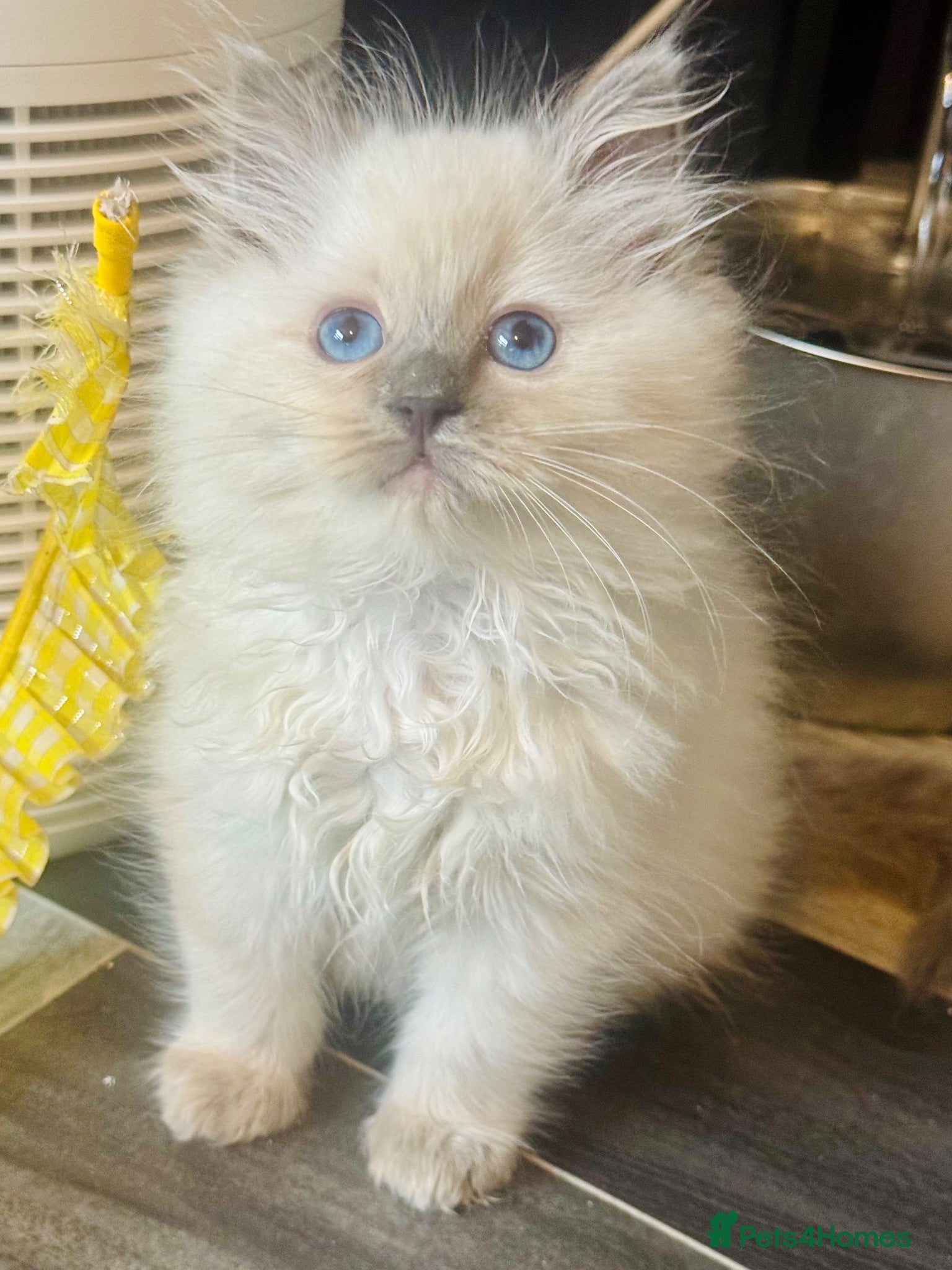 Ragdoll cats Lilac Chocolate full pedigree - Advert 9