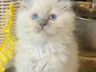 Ragdoll cats Lilac Chocolate full pedigree - Advert 9