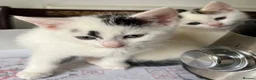 Mixed Breed cats for sale: 6 Lovely kittens for sale  - Advert 30