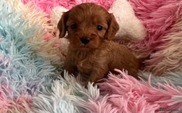 Cavapoo dogs for sale: Absolutely gorgeous cavapoo babies available. 🐾 - Image 8