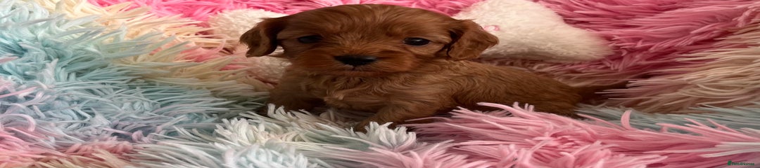 Cavapoo Puppy 6