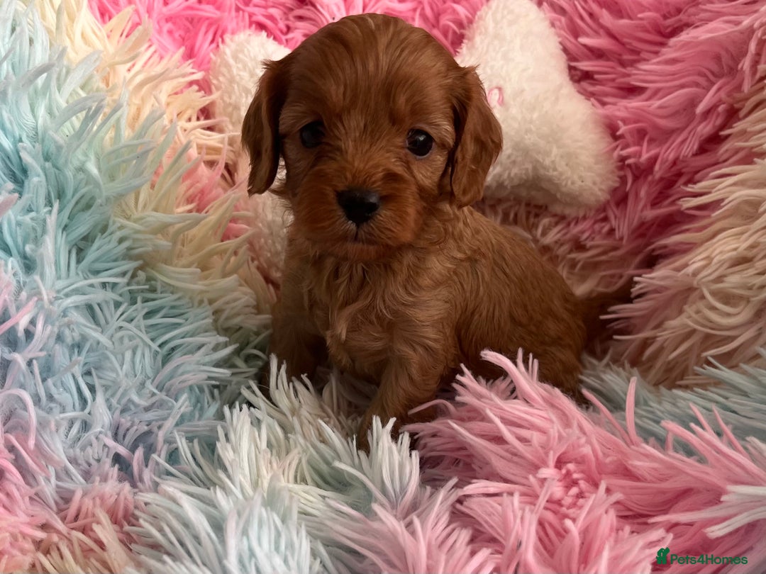 Cavapoo dogs for sale: Absolutely gorgeous cavapoo babies available. 🐾 - Image 8
