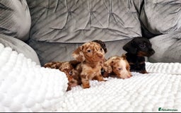Miniature Dachshund dogs for sale: Miniature dachshund puppies  - Image 2