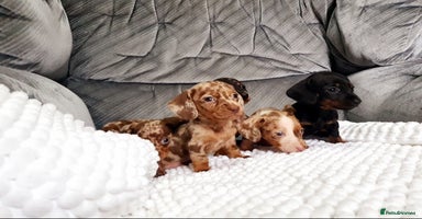 Miniature Dachshund dogs - Advert 7