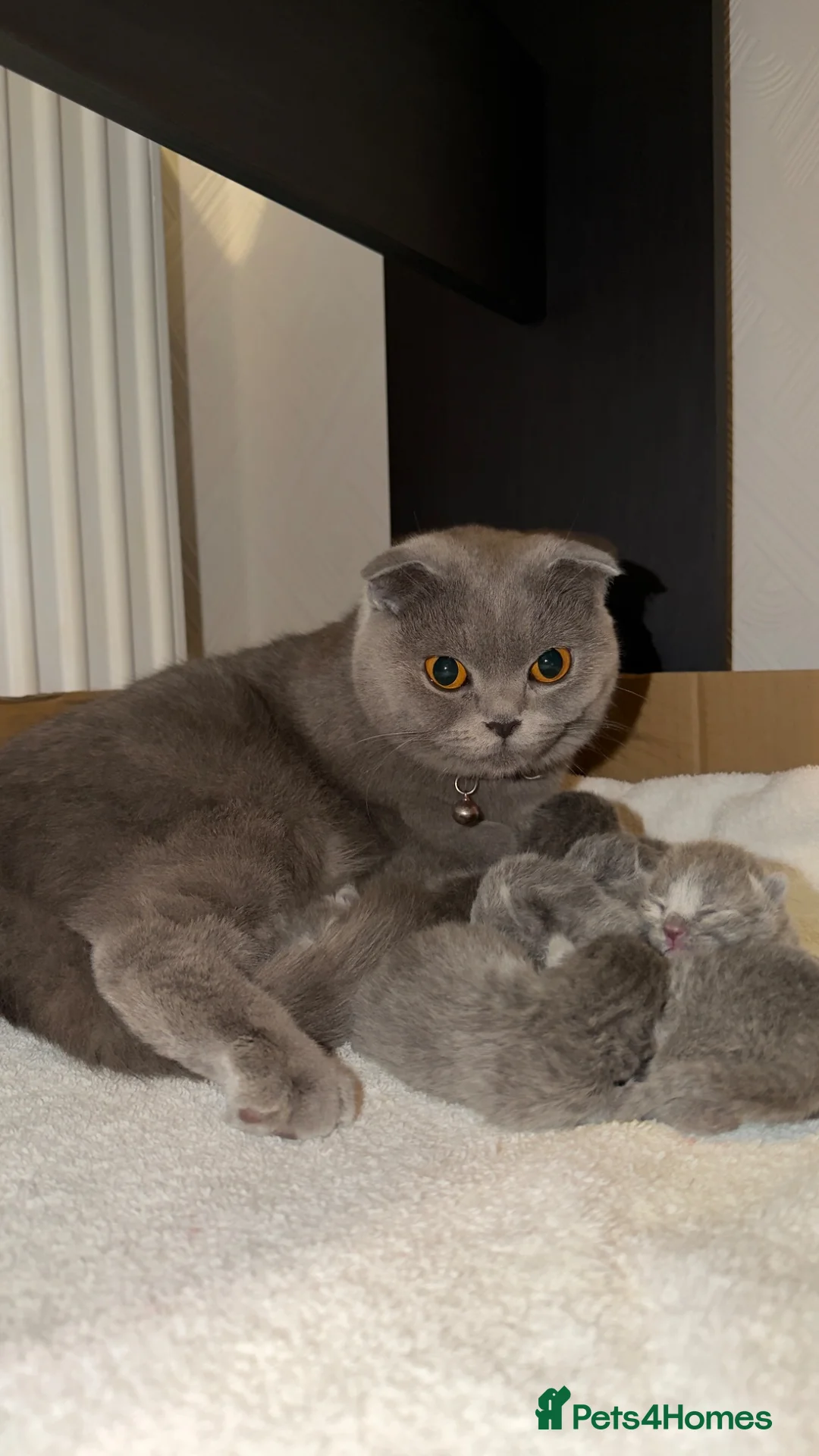 Scottish Fold cats for sale: 🐾 Beautiful Scottish Fold Kittens Available Soon  - Advert 1
