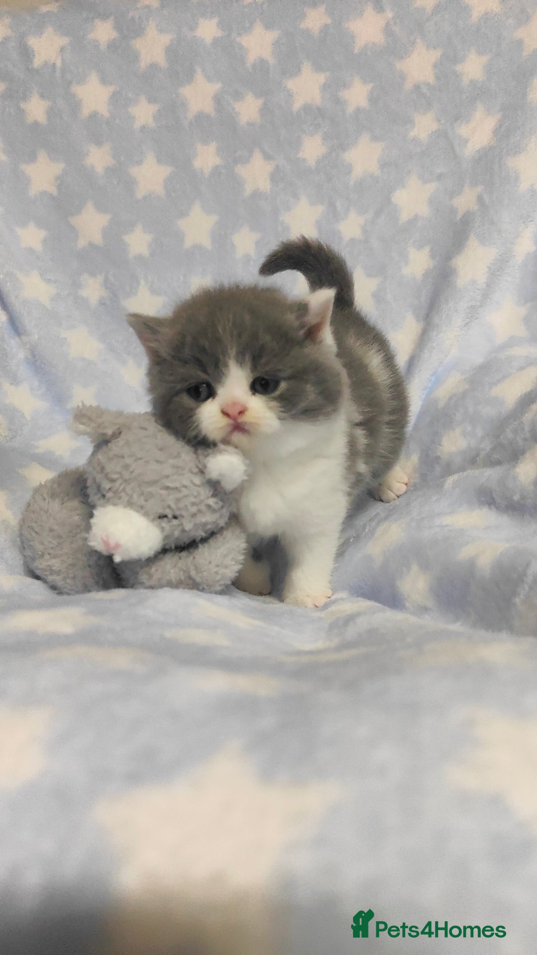 British Shorthair cats for sale: GCCF Registered Chunky British Shorthair Kittens  - Advert 6