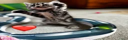 British Shorthair cats for sale: ❤️💙 Gorgeous Pedigree Silver Tabby BSH 💙❤️ - Advert 30