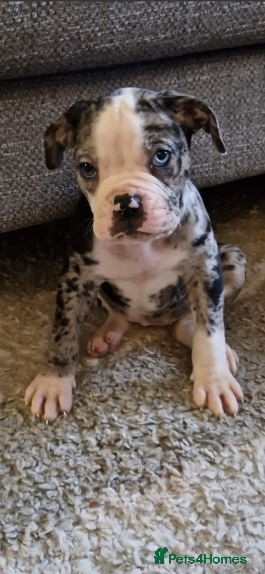 Alapaha Blue Blood Bulldog dogs for sale: 2 year old Bulldog called Ziva - Image 4