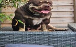 American Bully dogs for sale: REDUCED last girl Quality american Pocket Bully  - Image 18