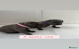 Staffordshire Bull Terrier dogs for sale: Orange Collar Puppy  - KC registered Blue ‘Bullscaff Pharaon’ Staffy Boy - Image 7