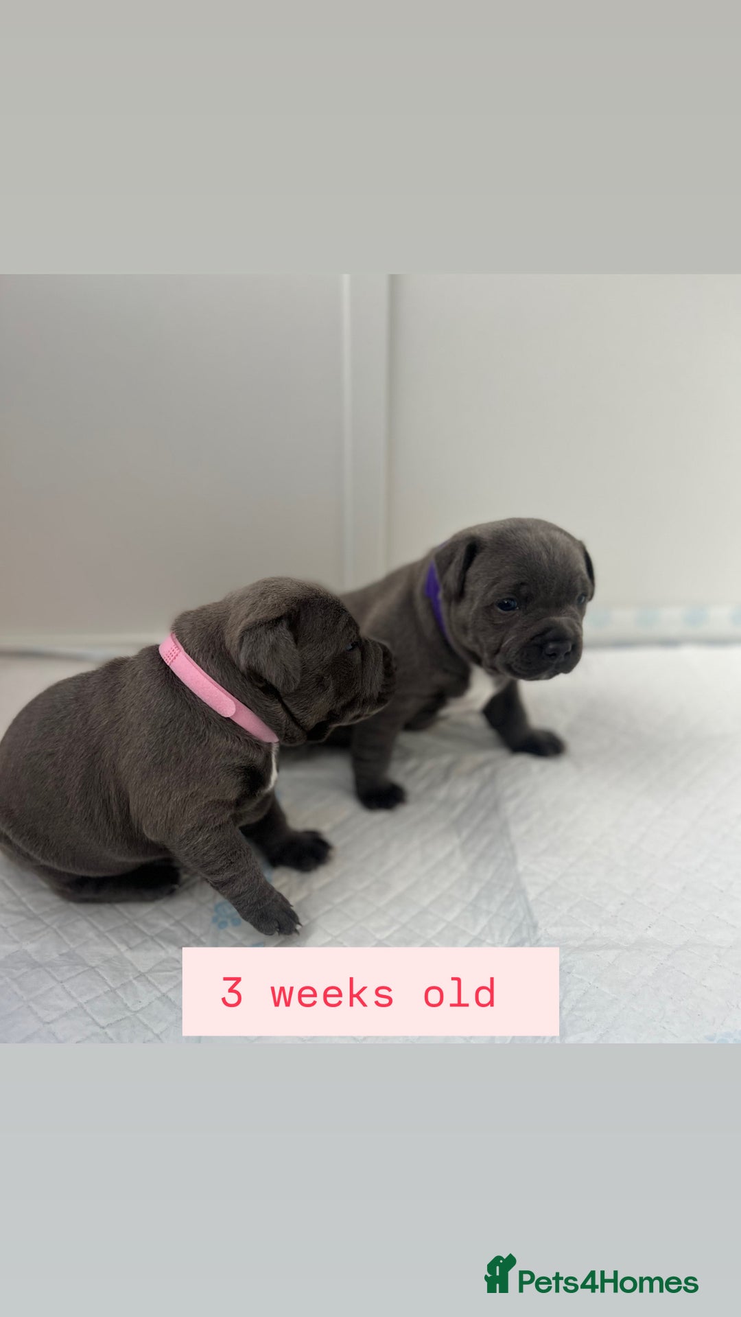 Staffordshire Bull Terrier dogs for sale: Orange Collar Puppy  - KC registered Blue ‘Bullscaff Pharaon’ Staffy Boy - Image 7