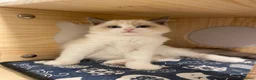 Ragdoll cats for sale: Beautiful Ragdoll kittens  - Advert 9