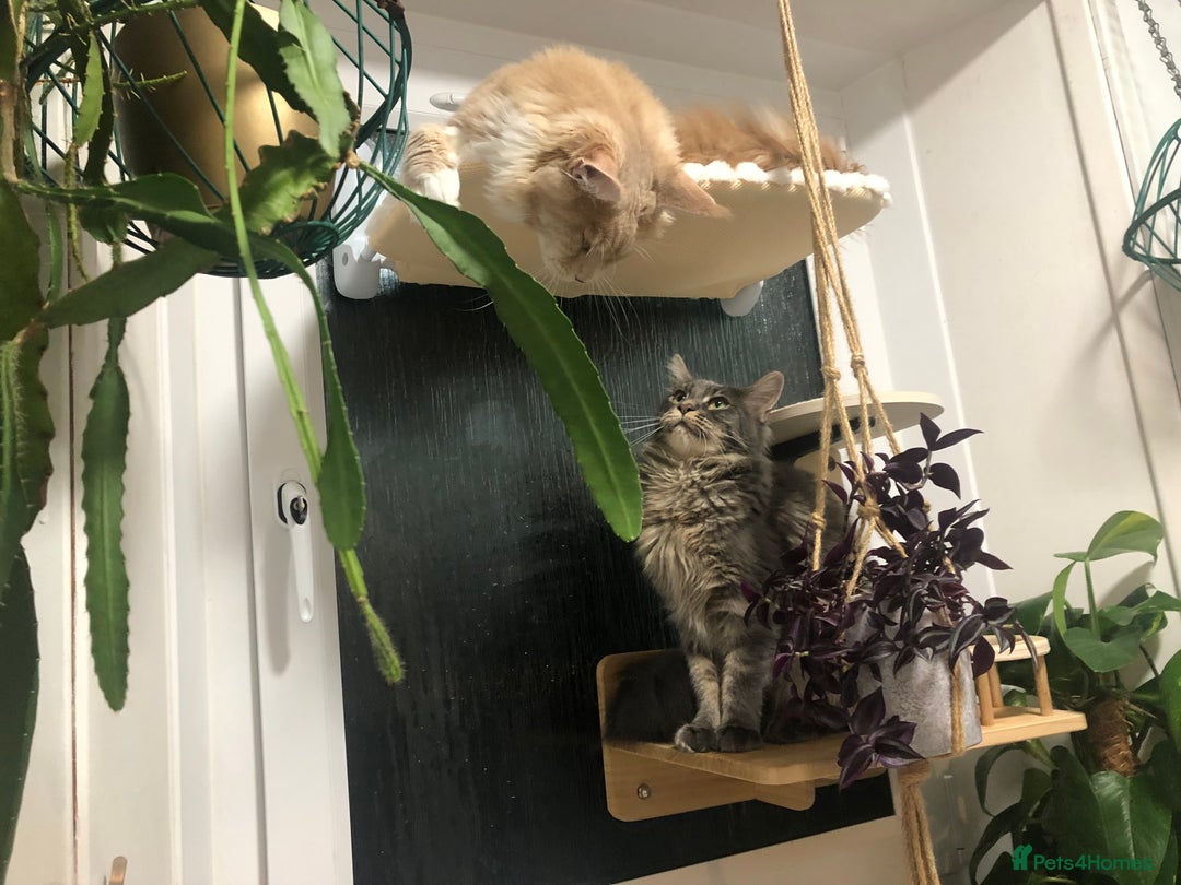 Maine Coon cats for sale: Unsexed greys with white mittens - Advert 10