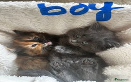 Ragdoll cats for sale: x4 adorable half ragdoll kittens ready to go soon - Image 1
