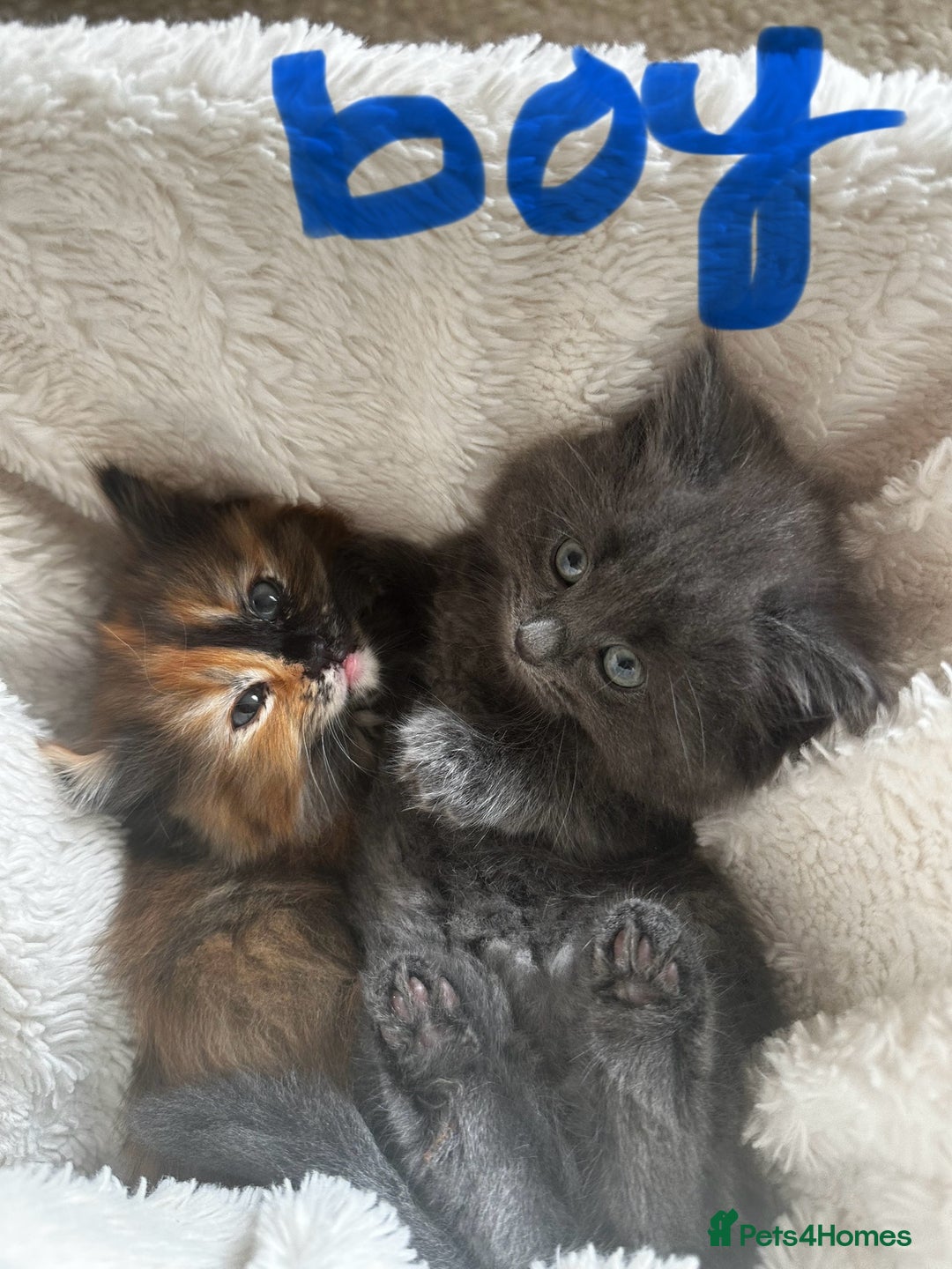 Ragdoll cats for sale: x4 adorable half ragdoll kittens ready to go soon - Image 1