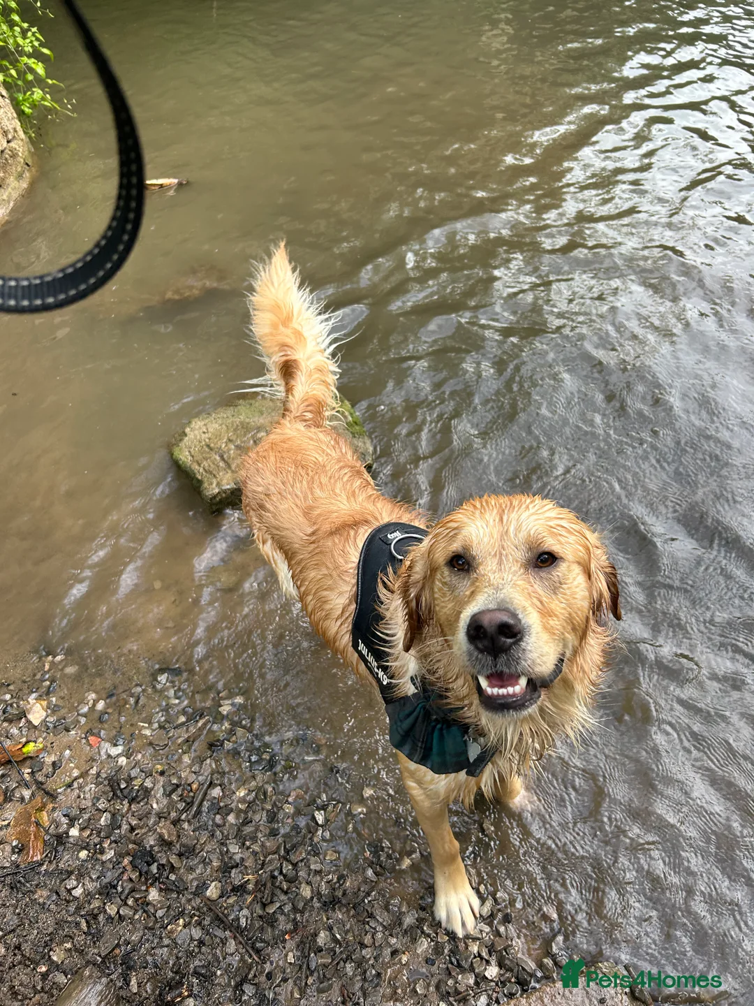 Golden Retriever dogs for stud: Handsome Golden boy for stud  in Frome - Advert 11